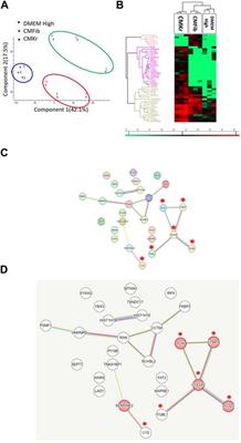 Oral fibroblasts rescue osteogenic differentiation of mesenchymal stem cells after exposure to Zoledronic acid in a paracrine effect